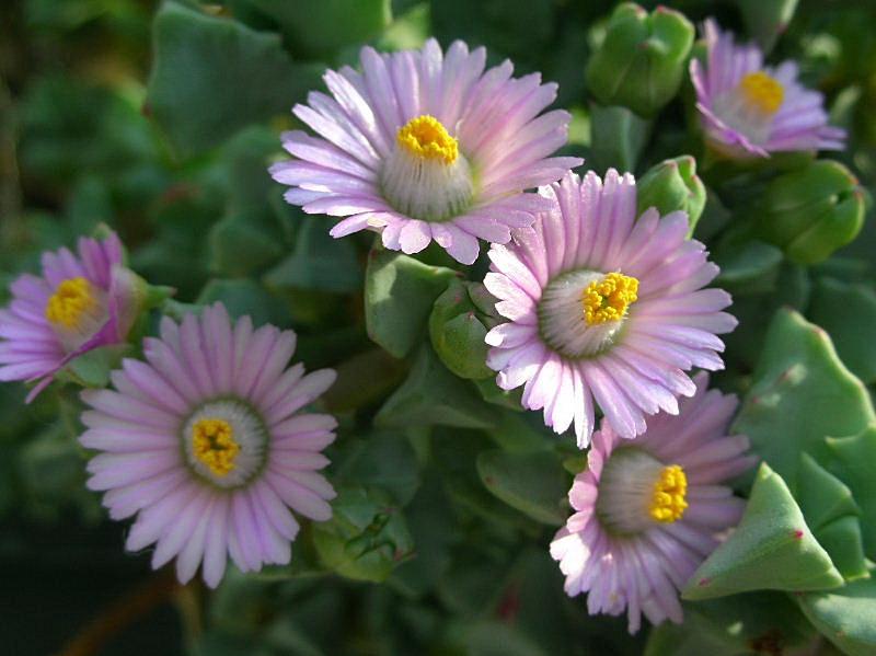 Oscularia deltoides (pianta coltivata)